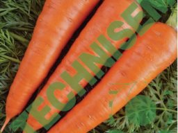 Legumes Bulbes/Racines &raquo; Carotte