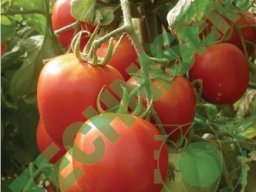 Legumes fruits &raquo; Tomate